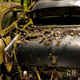 Illustration for article titled Another Massive Secret Vintage Junkyard Comes Under Fire